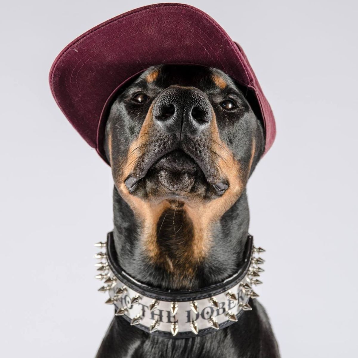 Bestiadoggear Coupons and Promo Code